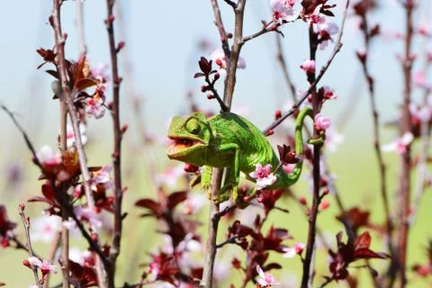 Chameleon caught a fly Stock Photos