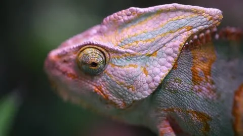 Chameleon (Chameleo Calyptratus) Eye Бесплатное стоковое видео 12690664