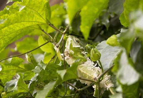 Chameleon changing skin while camouflaged in Angola - Africa Stock Photos