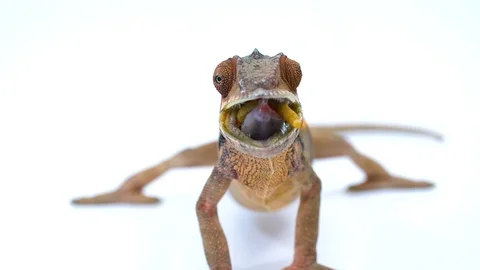 Chameleon chewing worm in slow motion on white Video stock 91826680