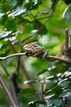 Chameleon chilling on tree Stock Photos