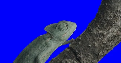 Chameleon chromakey Vidéo 123547472