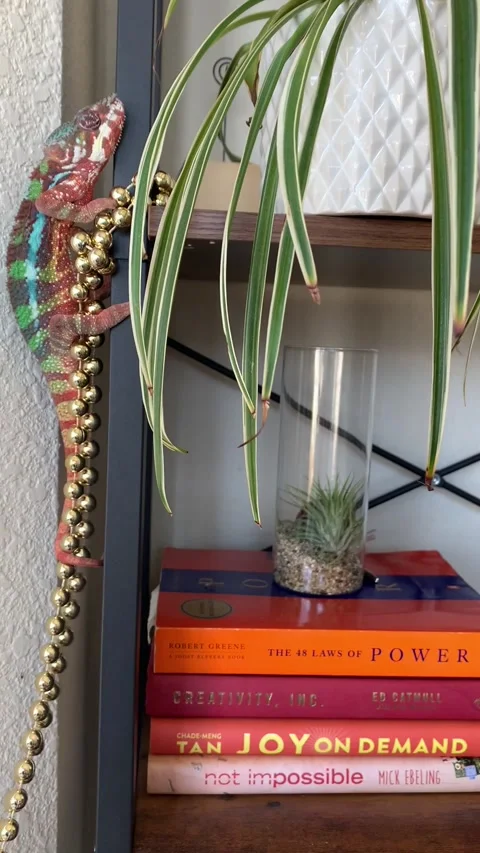 Chameleon Climbing Bookshelf Video stock 150404140