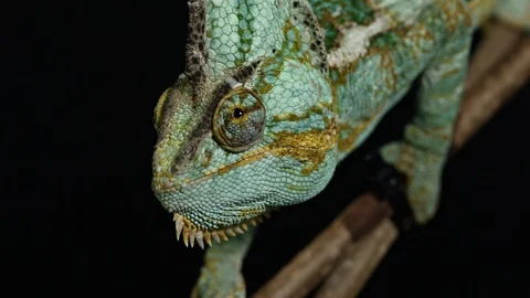 Chameleon climbing down the branch Stock Footage 120910506