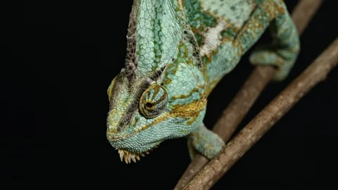 Chameleon climbing down the branch Stock Footage 120912293
