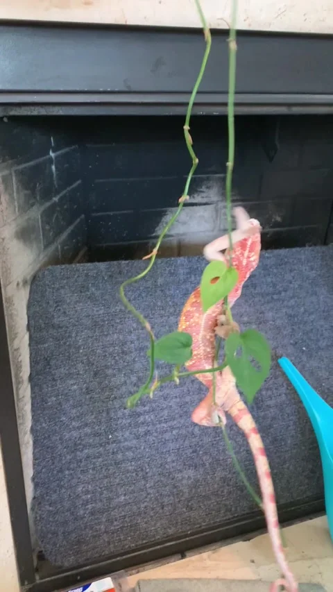 Chameleon Climbing By the Fireplace Video stock 150405301