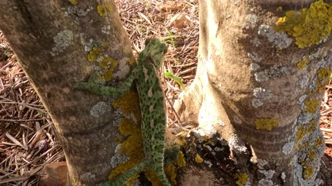 Chameleon climbing a tree branch with strong grip and slow movement. 库存影片 334185726