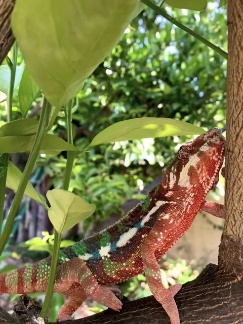 Chameleon Climbing Tree Video stock 150404491