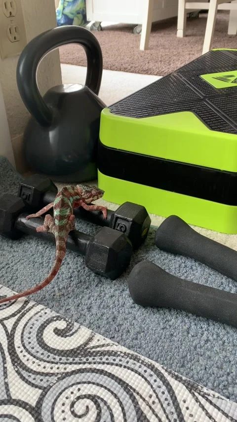 Chameleon Climbs Over Exercise Equipment Stock Footage 150398310