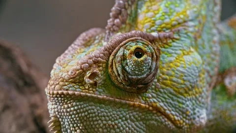 Chameleon close up, eye movement 스톡 동영상 336327288