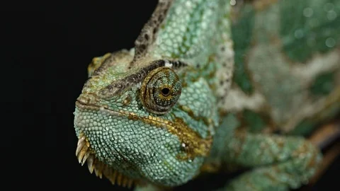 Chameleon Close-up Stock Footage 120747211