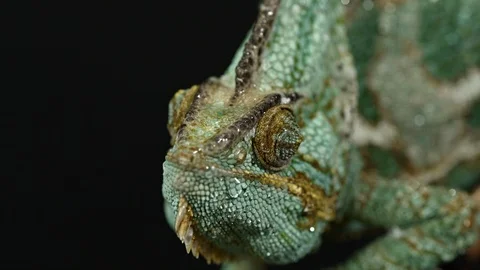 Chameleon Close-up Stock Footage 120898337