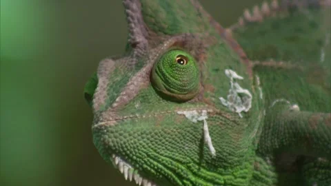 Chameleon close up Stock Footage 259609945