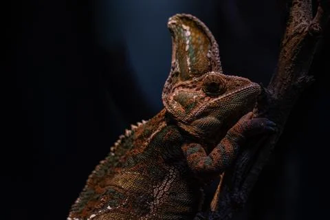Chameleon close up. Multicolor Beautiful Chameleon closeup reptile Stock Photos