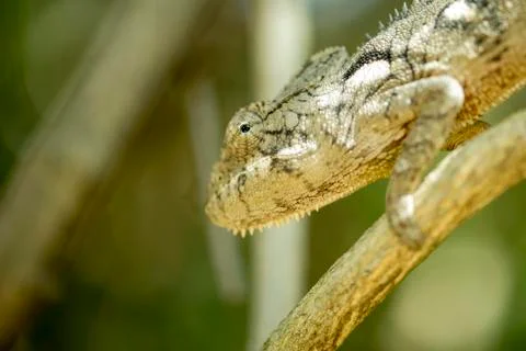 Chameleon, close-up Stock Photos