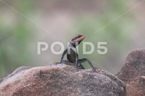 Chameleon is a colour changing reptile also called girgit in india Stock Photos