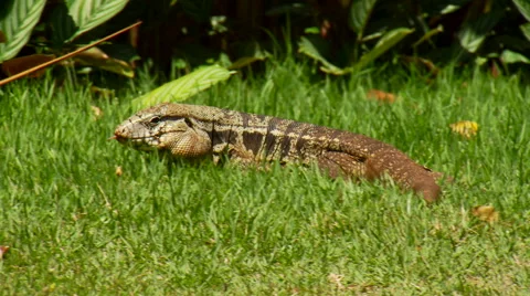 Chameleon crawling on grass Stock Footage 57814666