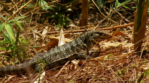 Chameleon crawling on grass Stock Footage 57814869