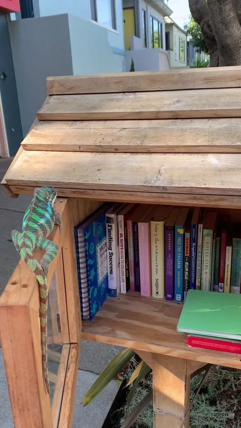 Chameleon Crawling to Little Library Stock Footage 150405416