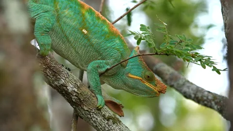 A Chameleon Crawls A Branch Stock Footage 242457278