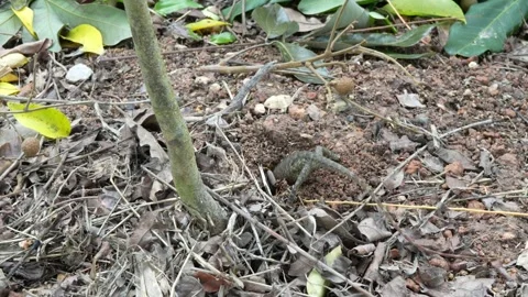 The chameleon is digging a deep hole to lay its eggs. Stock Footage 280818514