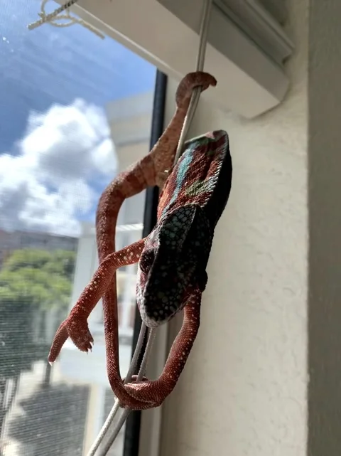 Chameleon Does Aerial Dance Stock Footage 150400772