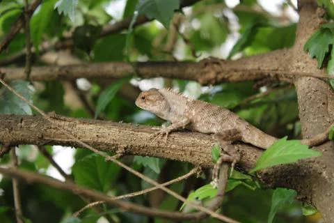 Chameleon, eastern garden lizard walking on the tree with blureed background. Stock Photos