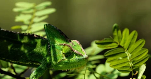 Chameleon eat insect in close-up, South Africa Stock Footage