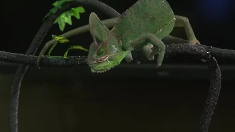 Chameleon eating bugs Stock Footage 259609917