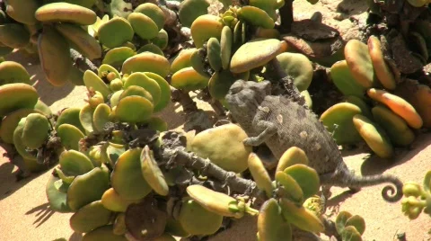 Chameleon eating Stock Footage 286924