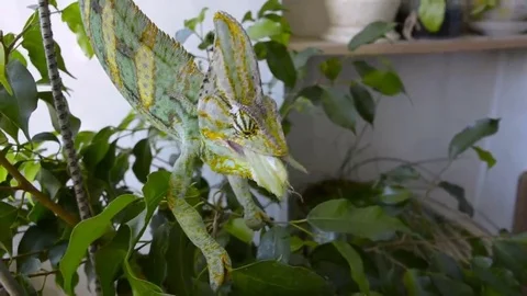 Chameleon eating insect Stock Footage 69245796