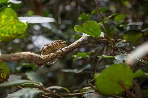 Chameleon eating an insect in a tree Foto stock