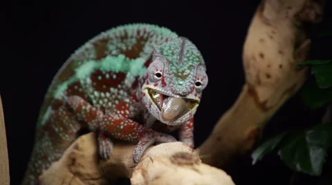 Chameleon Eating Slow Motion Stock Footage