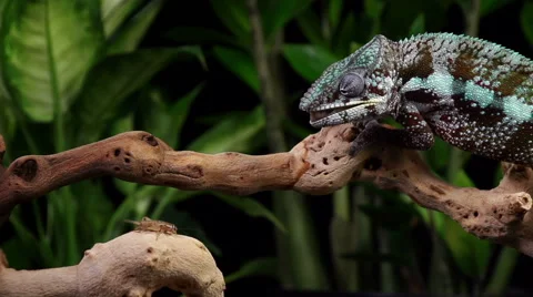 Chameleon Eating Slow Motion Vídeo Stock 65429271
