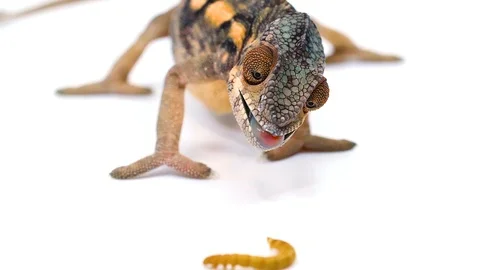 Chameleon eats worm in realtime front view Stock-Footage 91826609
