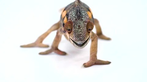 Chameleon eats worm in realtime front view on studio white background. Stockbeeldmateriaal 169641689