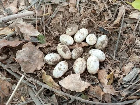 Chameleon eggs in the nest Stock Photos