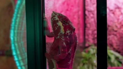 A chameleon in an enclosure Stock Footage 154655239