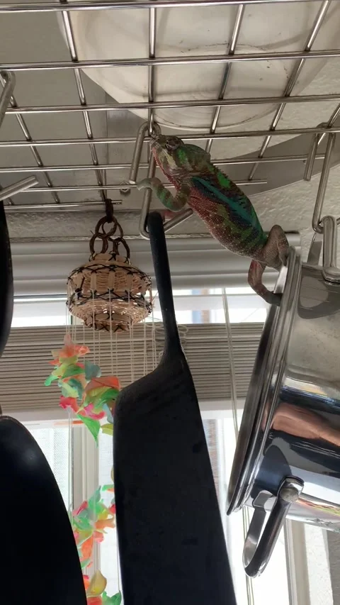 Chameleon Exploring Pots and Pans Stock Footage 150405428