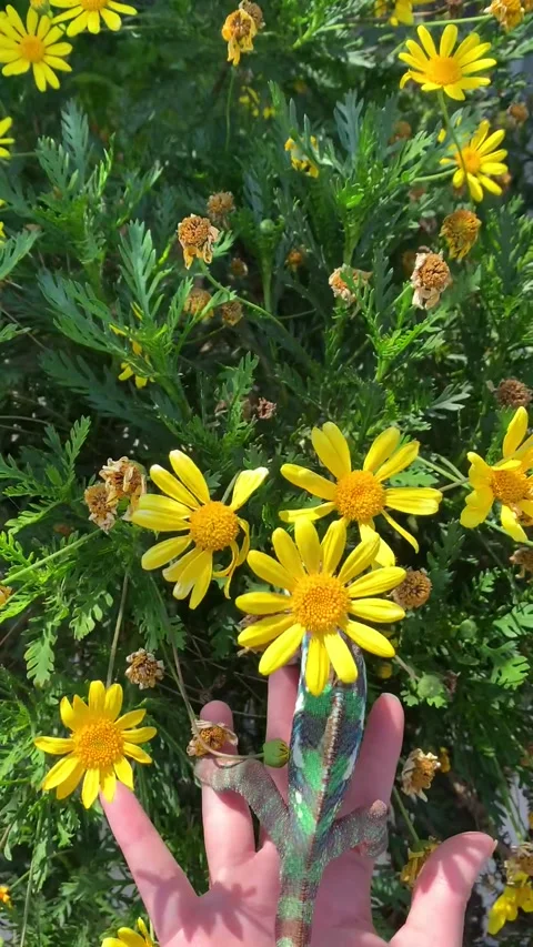 Chameleon Exploring Yellow Flowers Video stock 150404270
