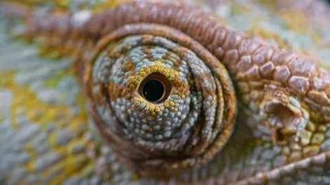 Chameleon eye scanning environment Stock Footage 237508812