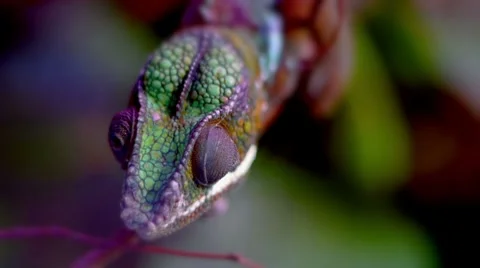 Chameleon Eyes FULL HD Stock Footage 8825176