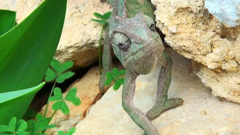 Chameleon face close up Video stock 97390268