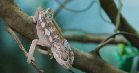 Chameleon feeding on cricket Видео 105370415