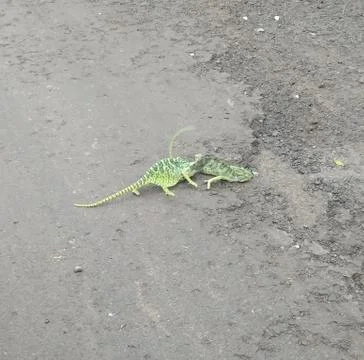 Chameleon Fighting Foto stock