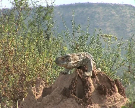 Chameleon Video stock 558923