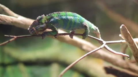 Chameleon Stock Footage 7763012