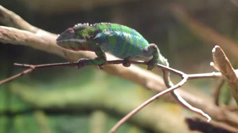 Chameleon Video stock 7763022