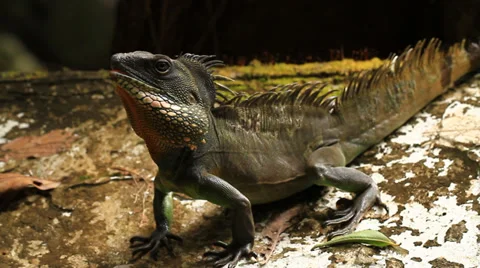 Chameleon Stock Footage 30546335