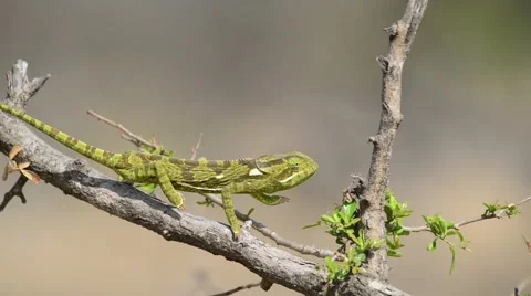 Chameleon 스톡 동영상 44445277